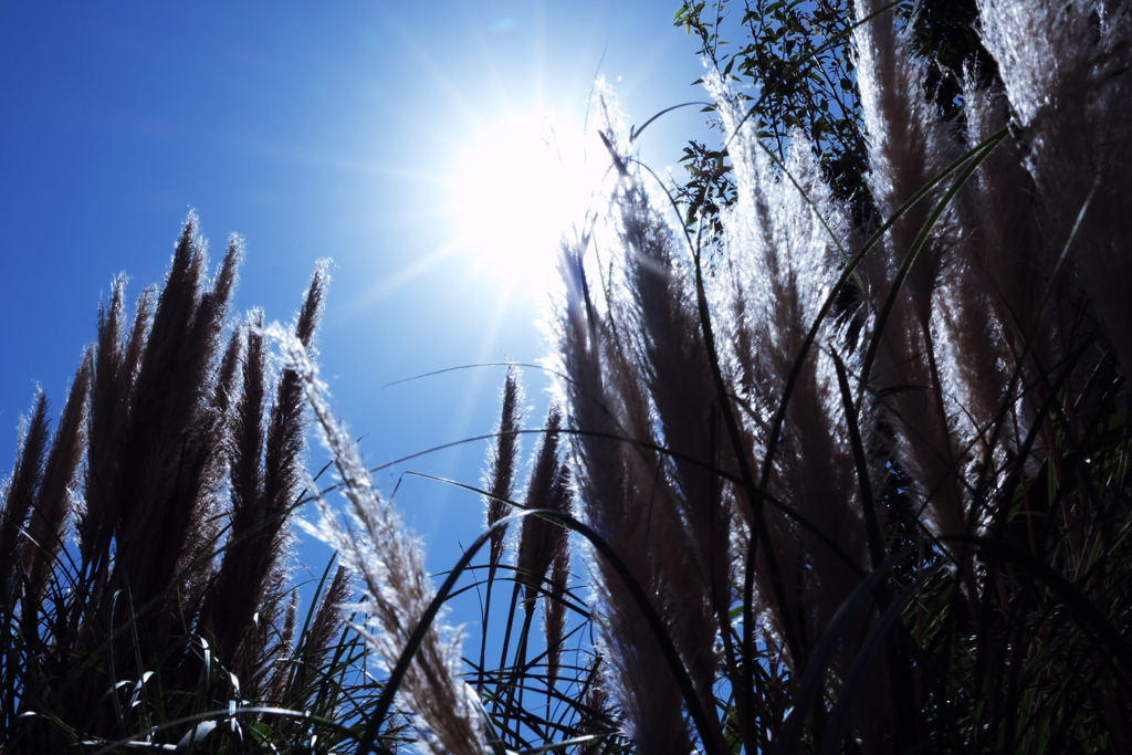 中部電力ヒーリングガーデンの秋景色＃４