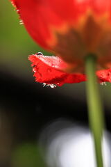 ローアングル撮影の練習＃３