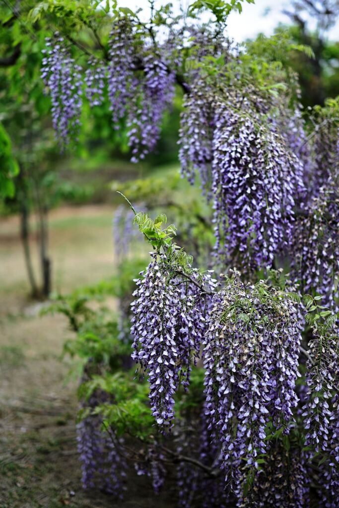 春を彩る花たち＃７