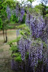 春を彩る花たち＃７