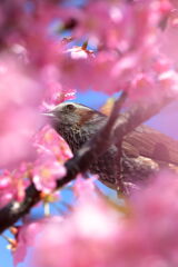 河津桜とメジロ狙いのはずが・・・・#2