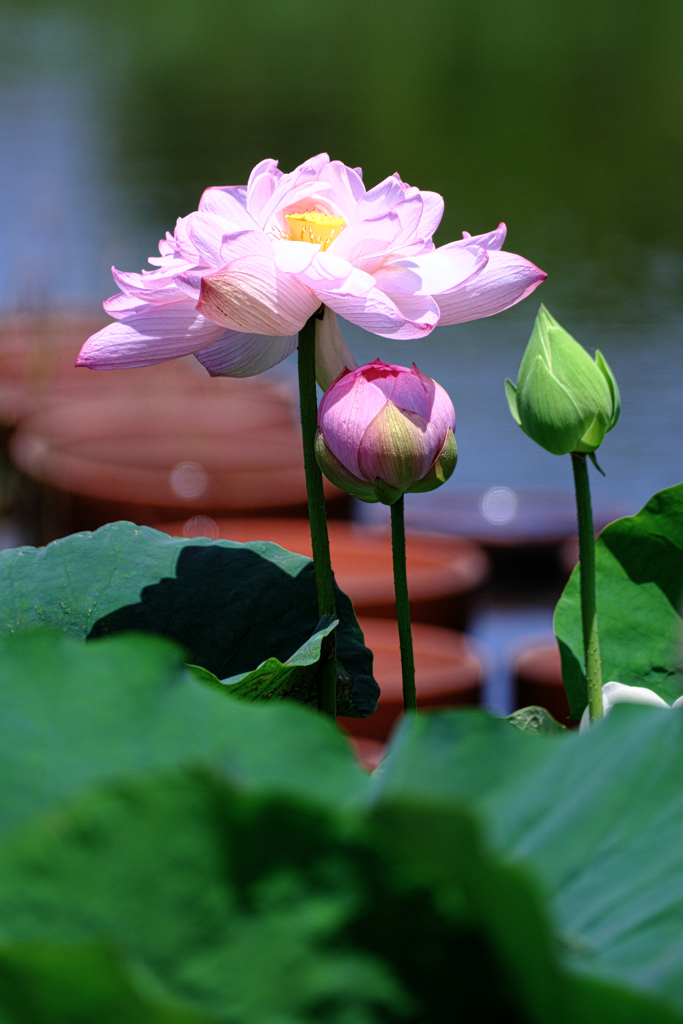 水辺公園蓮の花＃１０