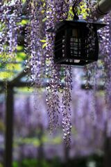 津島市・天王川の藤の花#8