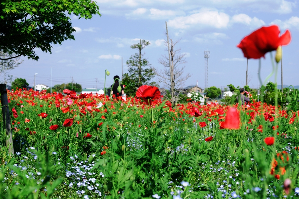 春爛漫・花盛り～＃３