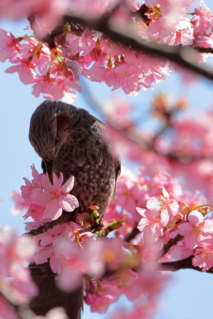 河津桜とメジロ狙いのはずが・・・・＃３