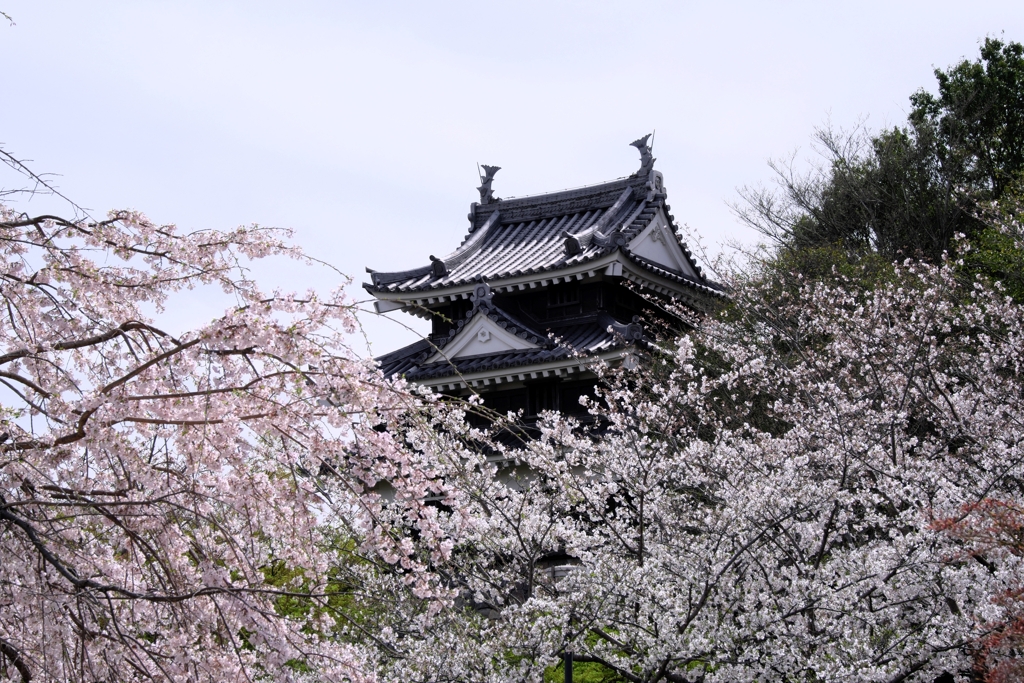 サクラ満開の西尾歴史公園＃６
