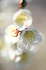 春はウキウキ花の季節＃３