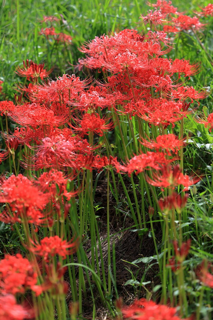 アゲハ蝶と彼岸花＃６