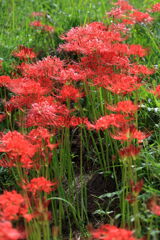 アゲハ蝶と彼岸花＃６