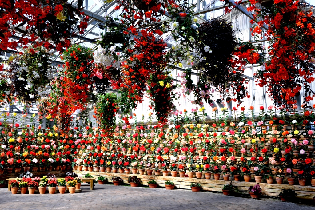 なばなの里・ベゴニアガーデン＃１