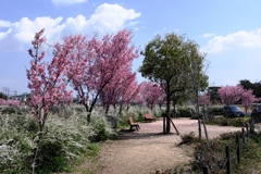 見頃の陽光桜並木道＃１