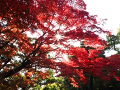 紅葉の名所西尾市の『尚古荘』#9