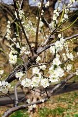 まだ見頃を迎えない梅の花たち#9