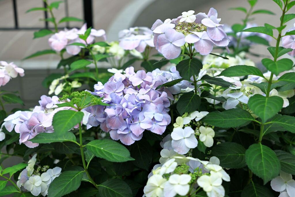 季節を先取りする花たち＃２