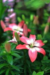 季節を先取りする花たち＃７