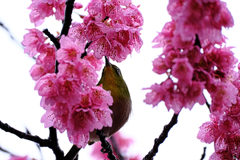 雨上がりの寒緋サクラと野鳥たち＃６