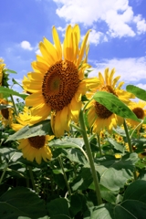 夏の風物詩・向日葵＃８