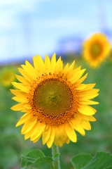 市内のヒマワリ畑ロケハン#2