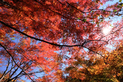 見頃の大井平公園紅葉#6