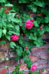 良い香りのバラが咲き始めた~#3