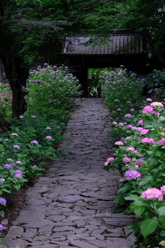 今年も逢いに本光寺の紫陽花＃２