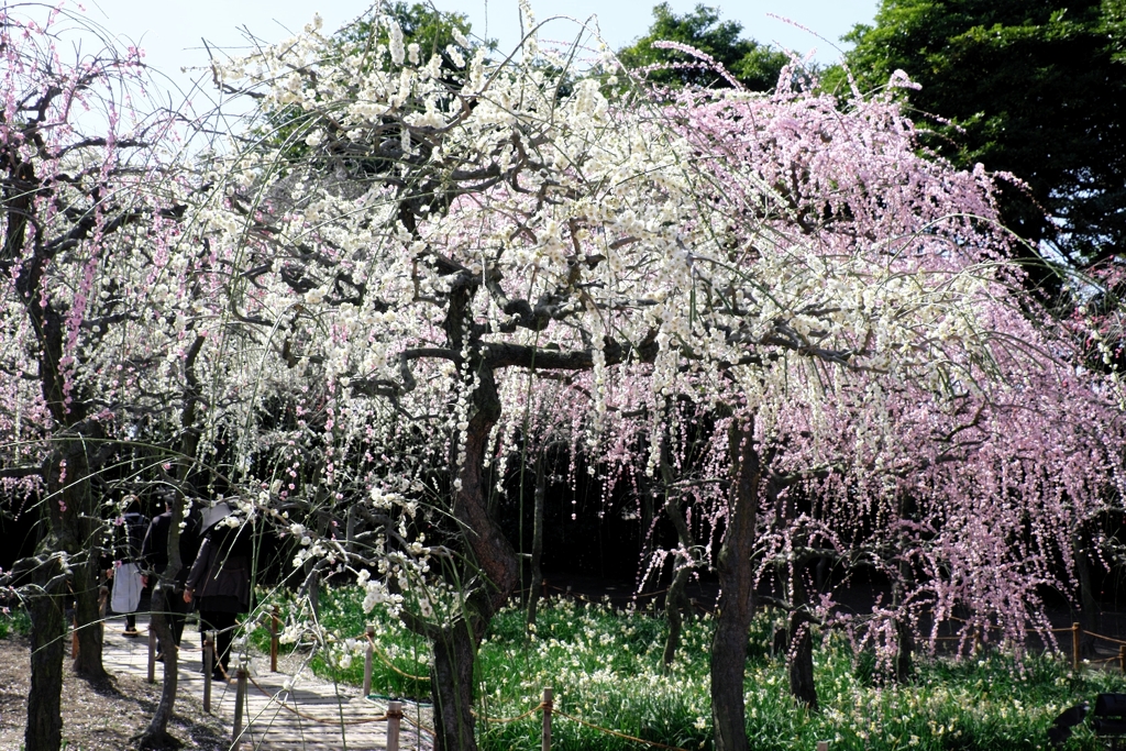 枝垂れ梅の花吹雪＃１