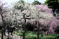 枝垂れ梅の花吹雪#1