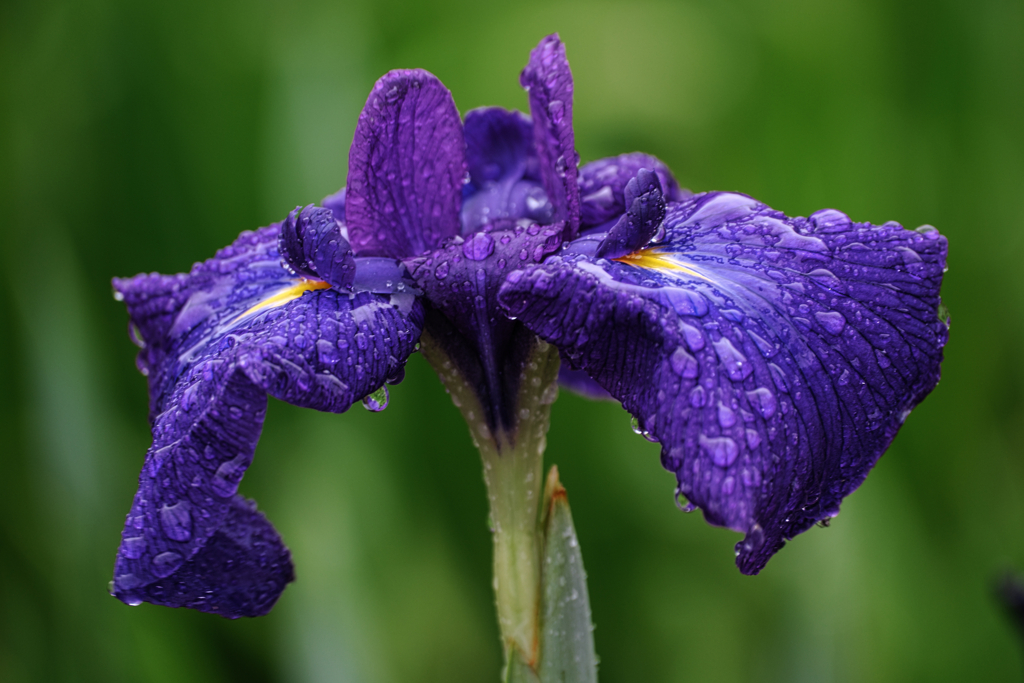 雨降りの花菖蒲撮影＃４