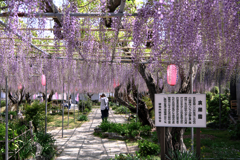ちょっと早かった広藤園の藤＃１