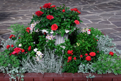 デンパーク・温室内の花たち＃６