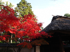貞照院の紅葉真っ盛り#9