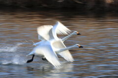 二羽重なって飛び立ちは難しい・・・