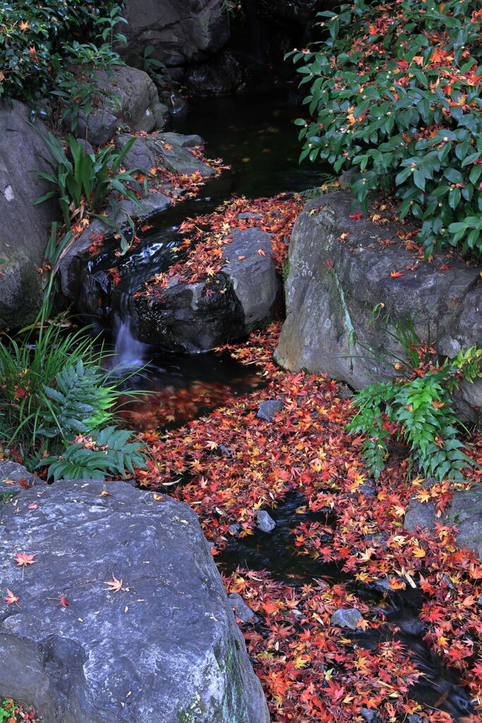 今シーズンラストの紅葉撮影＃８