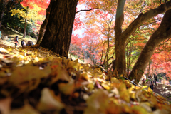 見頃の大井平公園紅葉＃４