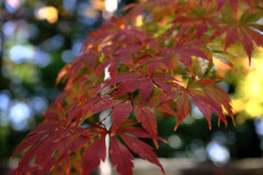 近所のお寺の紅葉ロケハン#3