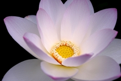 本證寺のハスの花#3