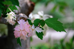 久し振りのヒーリングガーデン＃８