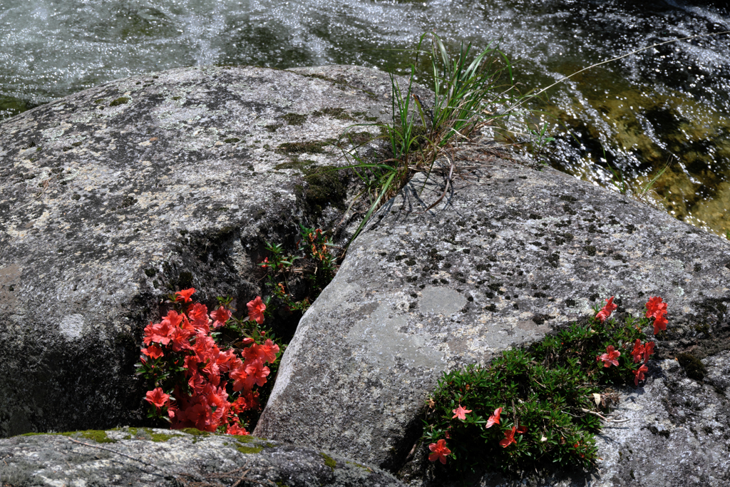 神越渓谷の岩ツツジ＃９