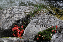 神越渓谷の岩ツツジ＃９