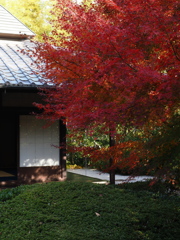 京都風情タップリ丈山苑#11