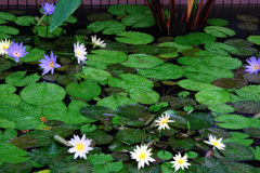 あおいパーク・スイレン見頃#3