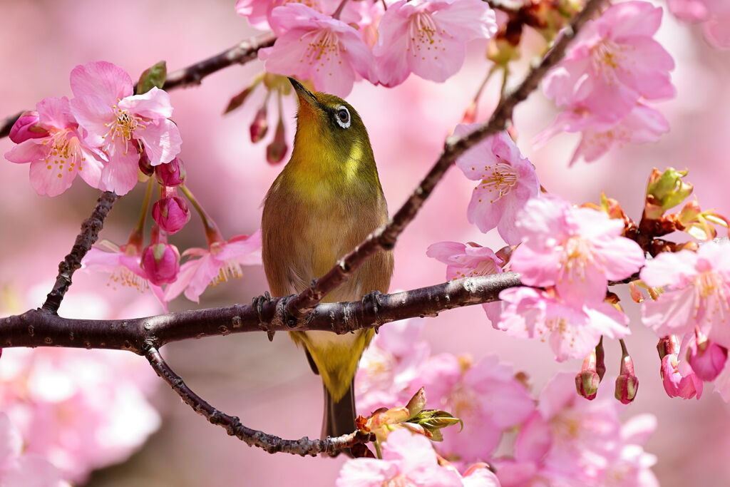 河津桜とメジロちゃんのコラボ＃７