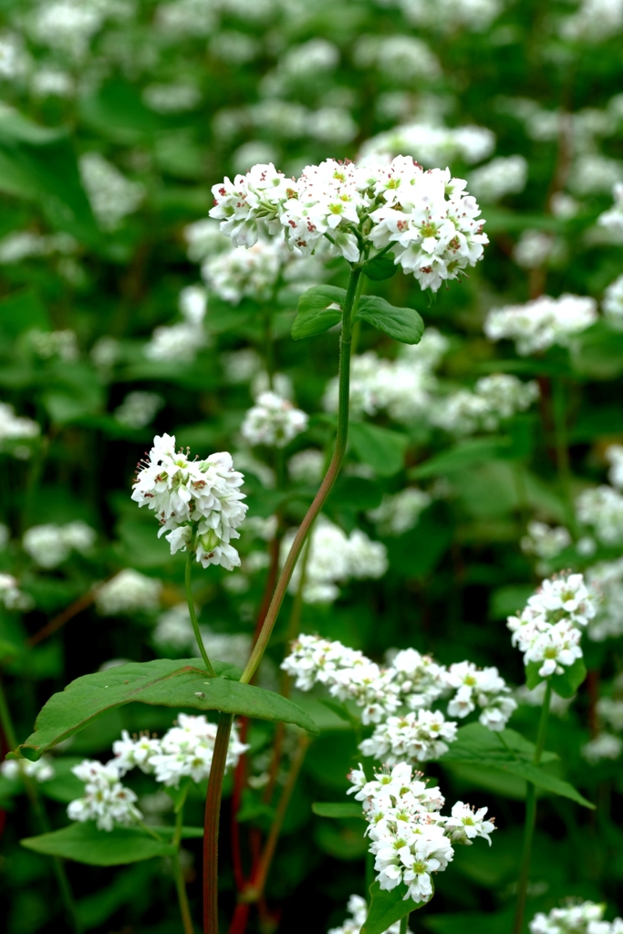 季節外れの早咲きソバの花＃３