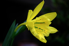 デンパーク・温室内の花たち＃３