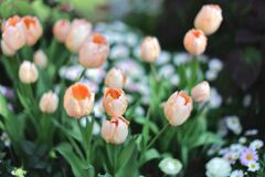 温室内は春真っ盛り＃６