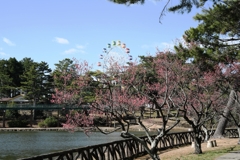 岡崎南公園葵梅林ロケハン＃１