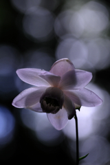 森の妖精・レンゲショウマ#7