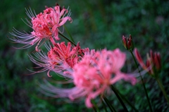 咲き初めはピンクから#6