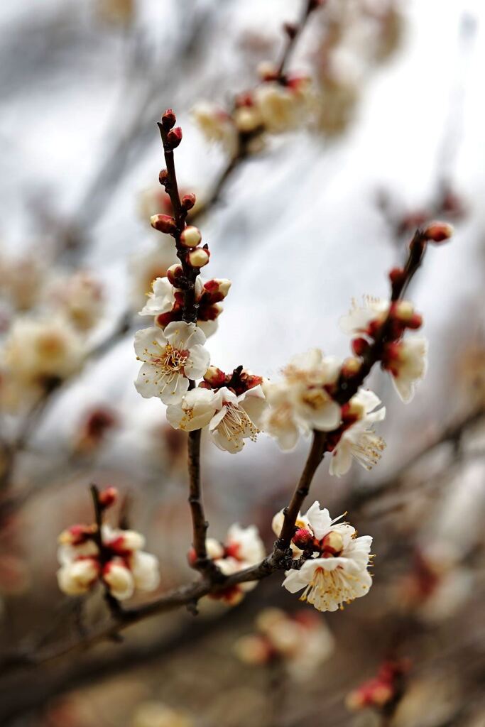 やっと咲き始めた梅の花＃９