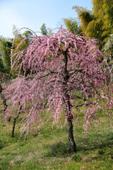 見頃を迎えた枝垂れ梅(続編)#2